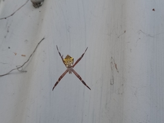 Argiope appensa