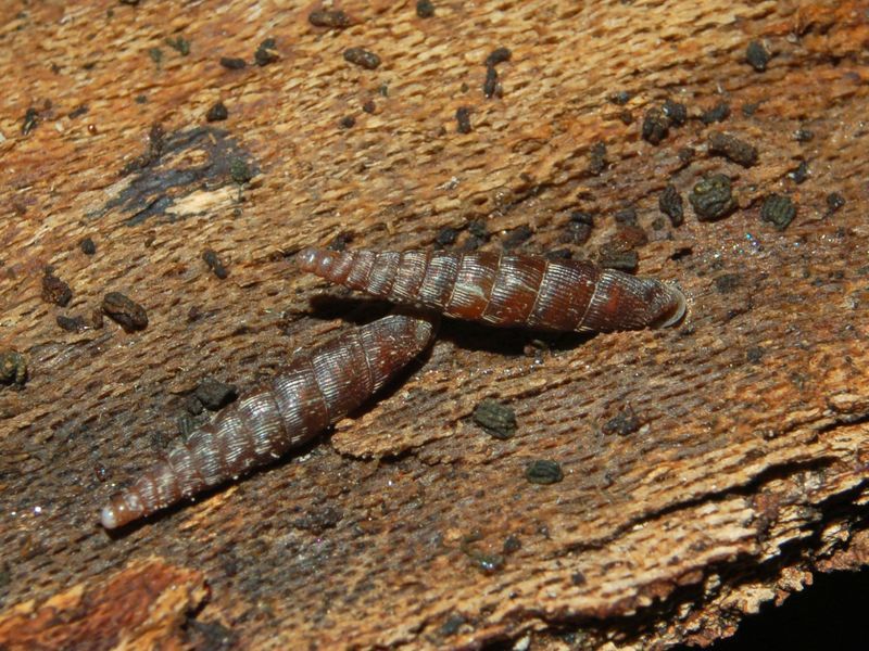 Clausilia