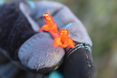 Clinopodium mexicanum