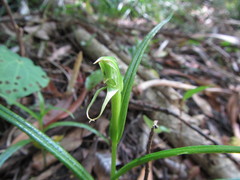 Pterostylis porrecta