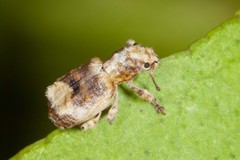 Baladaeus insularum