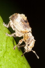 Baladaeus insularum