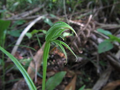 Pterostylis porrecta