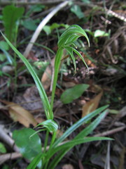 Pterostylis porrecta