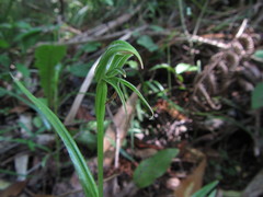 Pterostylis porrecta