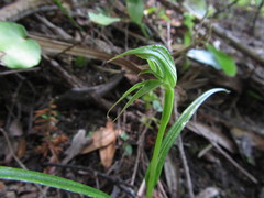 Pterostylis porrecta