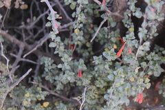 Clinopodium mexicanum