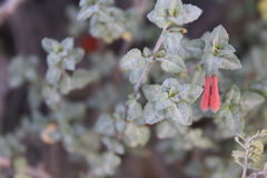 Clinopodium mexicanum