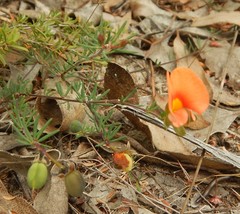 Gompholobium ecostatum
