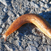 Mauge's Slug - Photo (c) Valter Jacinto | Portugal, some rights reserved (CC BY-NC-SA)