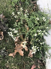 Parthenium hysterophorus