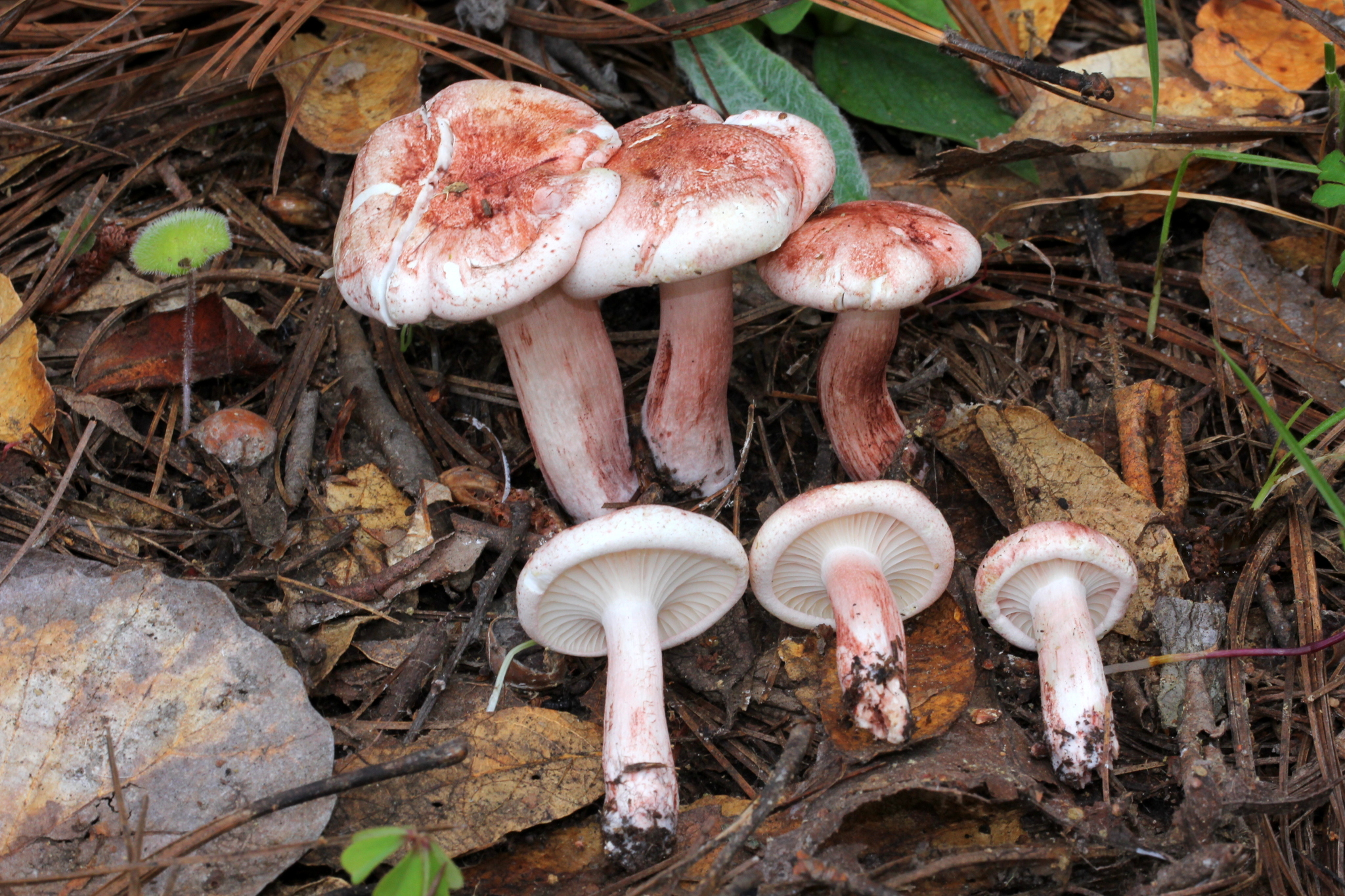 Hygrophorus erubescens image