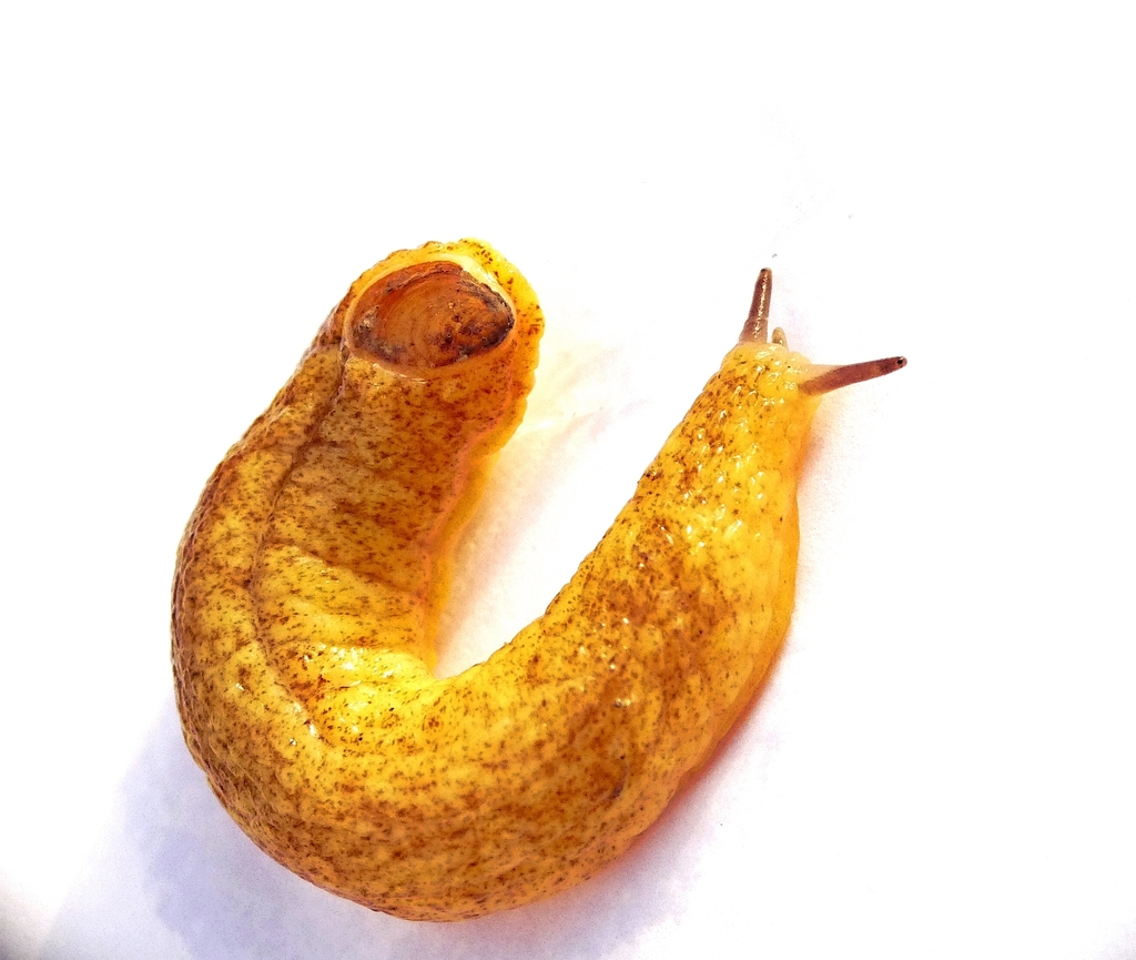 Shield Slug