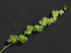 Cynoglossum coeruleum