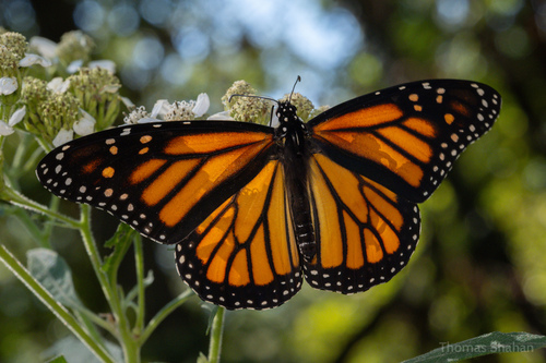 Monarch, photo 8 of 10