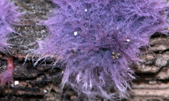 Hypochnella violacea