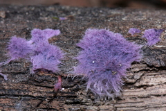 Hypochnella violacea