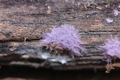 Hypochnella violacea