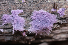 Hypochnella violacea