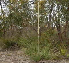 Xanthorrhoea caespitosa