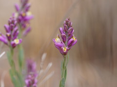 Comesperma polygaloides