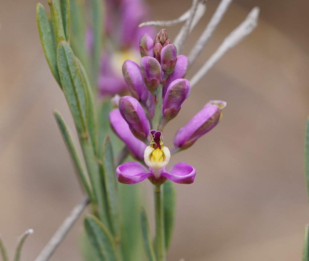 Small milkwort