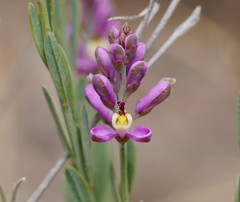 Comesperma polygaloides