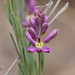 Comesperma polygaloides - Photo (c) Reiner Richter, some rights reserved (CC BY-NC-SA), uploaded by Reiner Richter