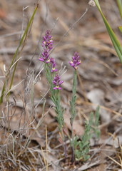 Comesperma polygaloides