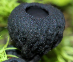Plectania rhytidia