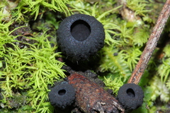 Plectania rhytidia