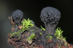 Plectania rhytidia