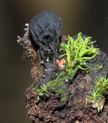 Plectania rhytidia