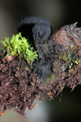 Plectania rhytidia