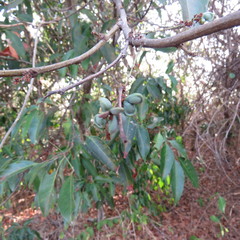 Guioa acutifolia