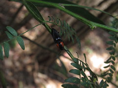 Elater decorus