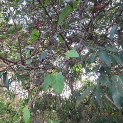 Guioa acutifolia