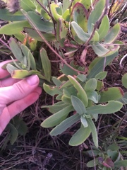 Gaillardia pulchella image