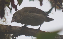 Camarhynchus pallidus