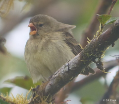 Camarhynchus parvulus