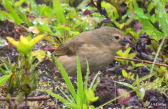 Camarhynchus pallidus