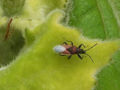 Oxycarenus