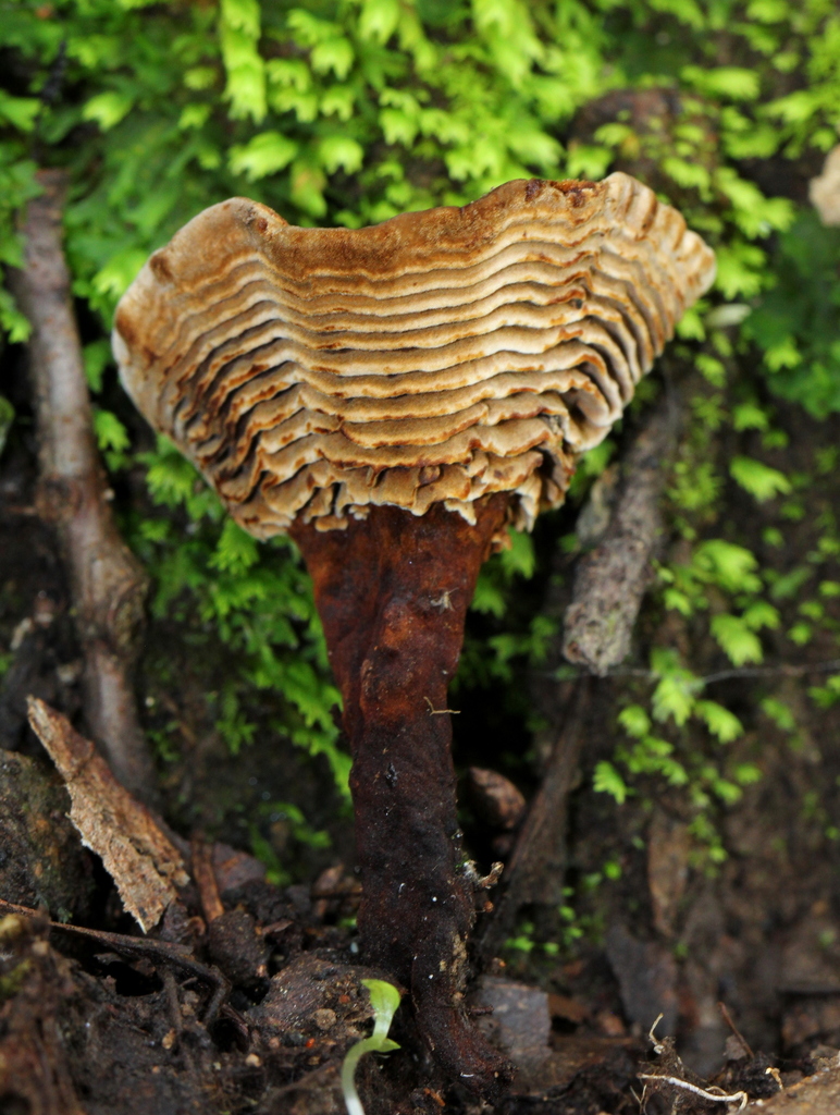 Coltriciaceae