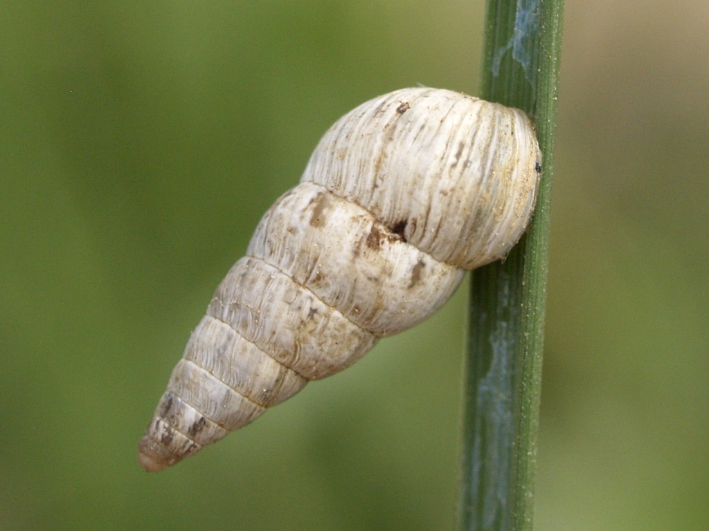Pointed Snail (Madeira Snails) · iNaturalist