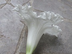 Dolichandrone