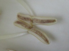 Dolichandrone