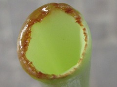 Dolichandrone