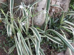 Hymenocallis littoralis