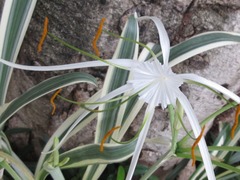 Hymenocallis littoralis