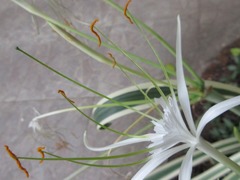 Hymenocallis littoralis